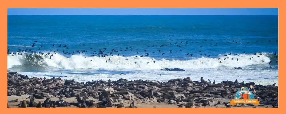 cape cross namibia